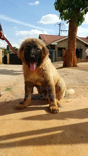 Kizuka Safi cha Caucasian Shepherd, Mume, Miezi 3-6