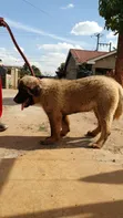Kizuka Safi cha Caucasian Shepherd, Mume, Miezi 3-6 - 2