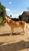 Mbwa wa Kisiberia Husky Safi, Kiume Mwenye Miezi 6-12 - 1