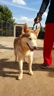 Mbwa wa Kisiberia Husky Safi, Kiume Mwenye Miezi 6-12 - 2