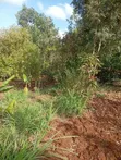 1 Acre Prime Land for Sale at Ithingu, Gatundu South - 2