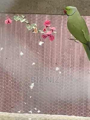 Indian Ringneck Breeding Pair