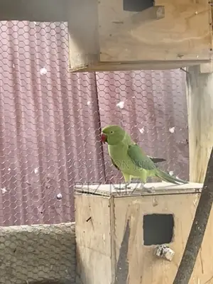 Indian Ringneck Breeding Pair