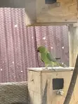 Indian Ringneck Breeding Pair - 2