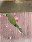 Indian Ringneck Breeding Pair - 3