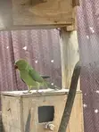 Indian Ringneck Breeding Pair - 4
