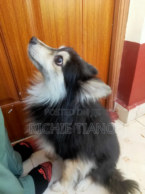 Purebred Japanese Spitz - 1+ Year Male - 1