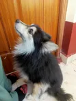 Purebred Japanese Spitz - 1+ Year Male - 1