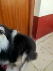 Purebred Japanese Spitz - 1+ Year Male - 2