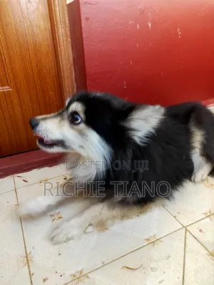 Mbwa Mzazi wa Kijapani - Dume Mwenye Umri wa Mwaka 1+