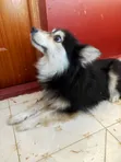 Purebred Japanese Spitz - 1+ Year Male - 4