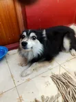 Purebred Japanese Spitz - 1+ Year Male - 5