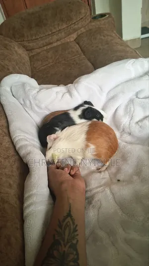 Vipepeo Wawili wa Kike wa Kiamerika