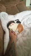 Two American Female Guinea Pigs - 2