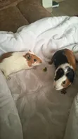 Two American Female Guinea Pigs - 3