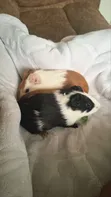 Two American Female Guinea Pigs - 4