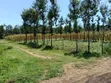 Ngata Ridge, Nakuru - 1/8 Acre Plots - 1
