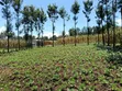 Ngata Ridge, Nakuru - 1/8 Acre Plots - 3