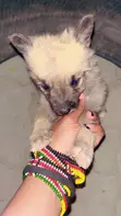 Male German Shepherd Mix Puppy (0-1 Month) - 1