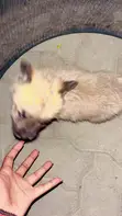 Male German Shepherd Mix Puppy (0-1 Month) - 3