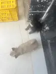 Male German Shepherd Mix Puppy (0-1 Month) - 4