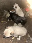 Male German Shepherd Mix Puppy (0-1 Month) - 5