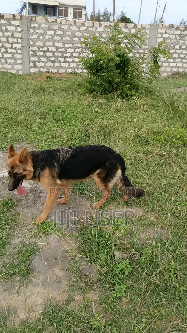 Mbwa wa German Shepherd Safi - Kike Miezi 6-12 - 1