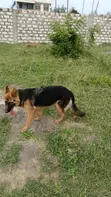 Mbwa wa German Shepherd Safi - Kike Miezi 6-12 - 1