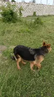 Mbwa wa German Shepherd Safi - Kike Miezi 6-12 - 2