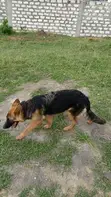 Mbwa wa German Shepherd Safi - Kike Miezi 6-12 - 3