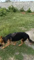 Mbwa wa German Shepherd Safi - Kike Miezi 6-12 - 4