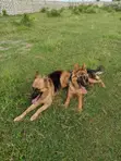 Mbwa wa German Shepherd Safi - Kike Miezi 6-12 - 5