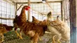 Improved Kienyeji Chickens - 4 Months Old - 1