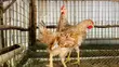 Improved Kienyeji Chickens - 4 Months Old - 2