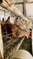 Improved Kienyeji Chickens - 4 Months Old - 3