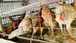 Improved Kienyeji Chickens - 4 Months Old - 4