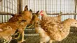Improved Kienyeji Chickens - 4 Months Old - 5