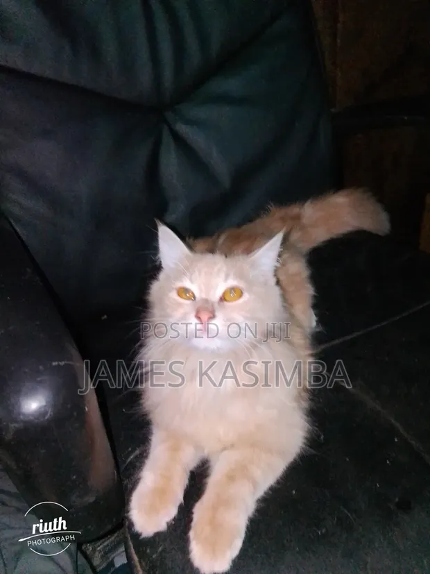 Paka Mzazi wa Kiajemi - Dume wa Zaidi ya Mwaka 1 - 1