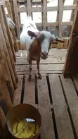 Mbuzi kwa Mauzo - Mama na Mwanawe/wanawe - 1