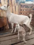 Mbuzi kwa Mauzo - Mama na Mwanawe/wanawe - 5