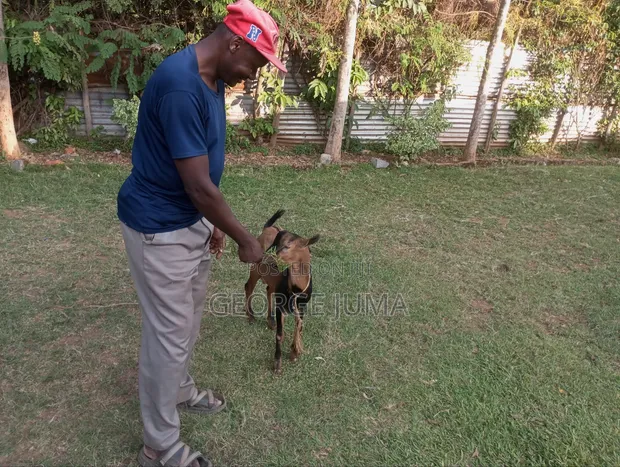 Ardhi ya Biashara Kamagambo Inauzwa - 1