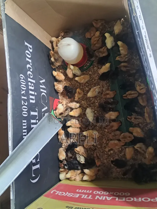Week Old Rainbow Rooster Chicks - 1