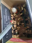 Week Old Rainbow Rooster Chicks - 1