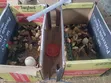 Week Old Rainbow Rooster Chicks - 2
