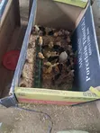 Week Old Rainbow Rooster Chicks - 3