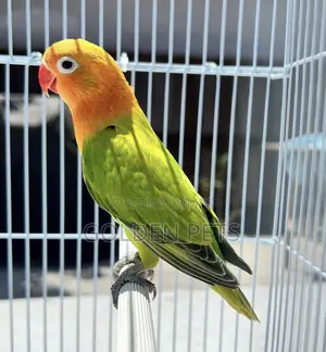 Lovebirds Dume