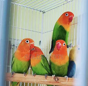 Kinda Kike Mchanga wa Lovebird