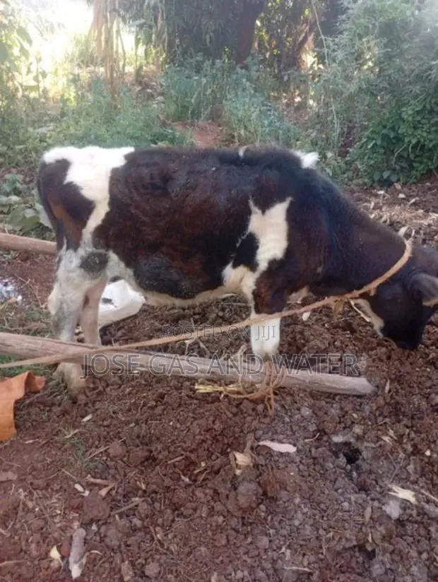 Ng'ombe Mchanga wa Miezi 6 kwa Ajili ya Maziwa au Nyama - 1