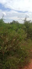 Ekari 5 za Ardhi kwa Uuzaji Bombi, Malindi - 2