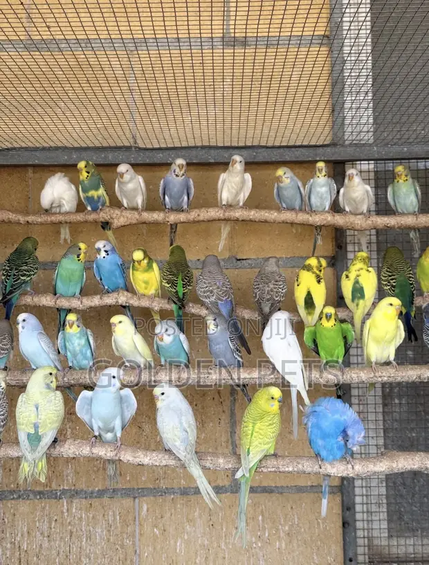 Budgie Pair with Free Cage - 1